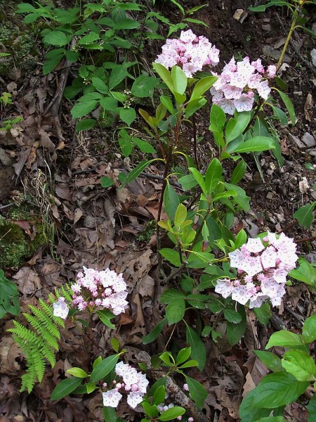 Mountain Laurel Flowers