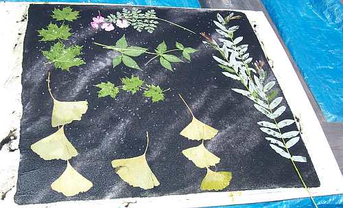 Ginkgos on Fabric 1