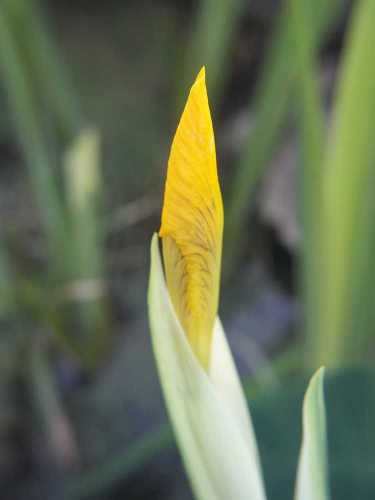 Water Iris Bud in the Pond
