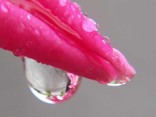 Raindrop on pink Rose Petal