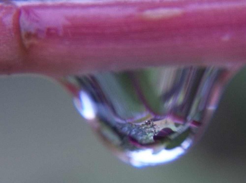 Raindrop on a random stem with interesting reflections.
