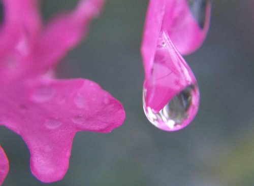 Raindrops in Pink... I think these were Verbena flowers.