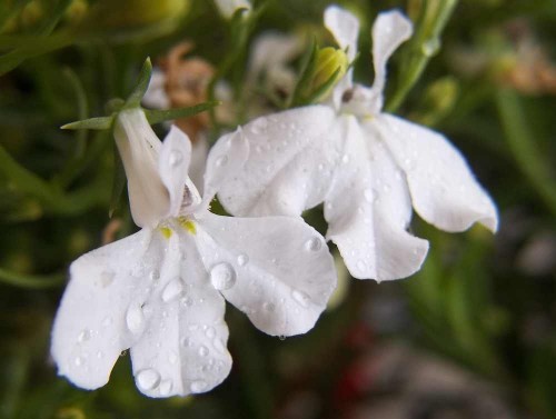 White Lobelia with water drops