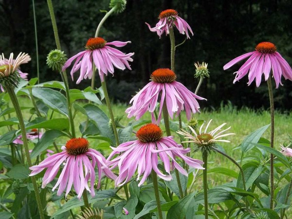Frilly Echinacea Blooms