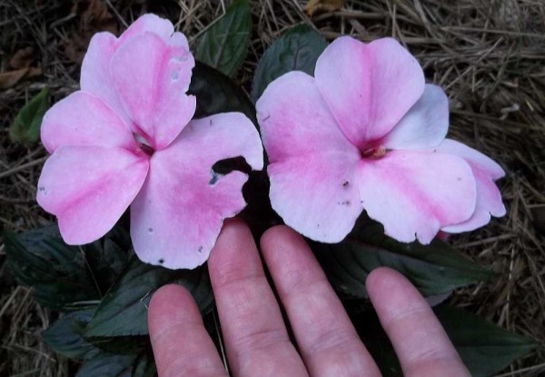 New Guinea Impatiens Flowers